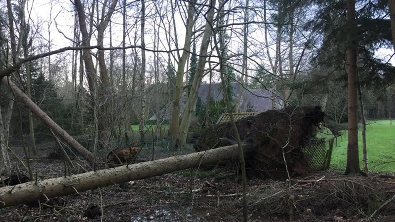 Stormschade? Bomen omgewaaid?